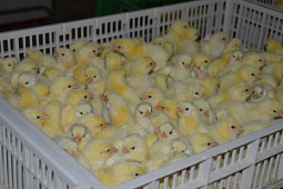 Инкубатор